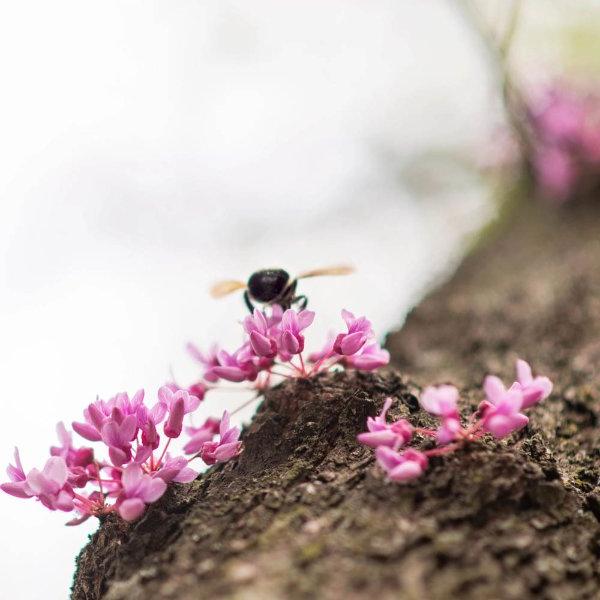 一只蜜蜂在树枝上一朵粉红色的花上盘旋.